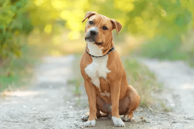 American Staffordshire Terrier: El Valiente y Leal Amstaff